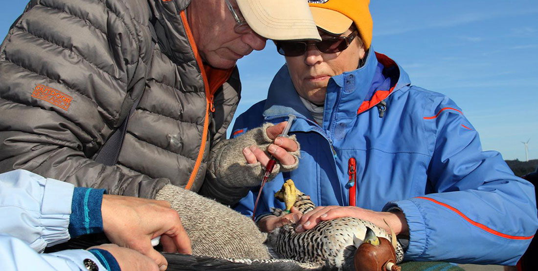 Two researchers carefully hold down a Peregrine Falcon and draw blood