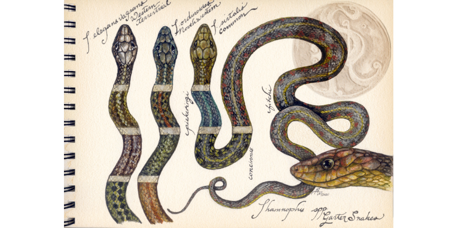 These illustrations of the three garter snakes native to Washington state show not only differences between the species, but also the many variations of color within those species.