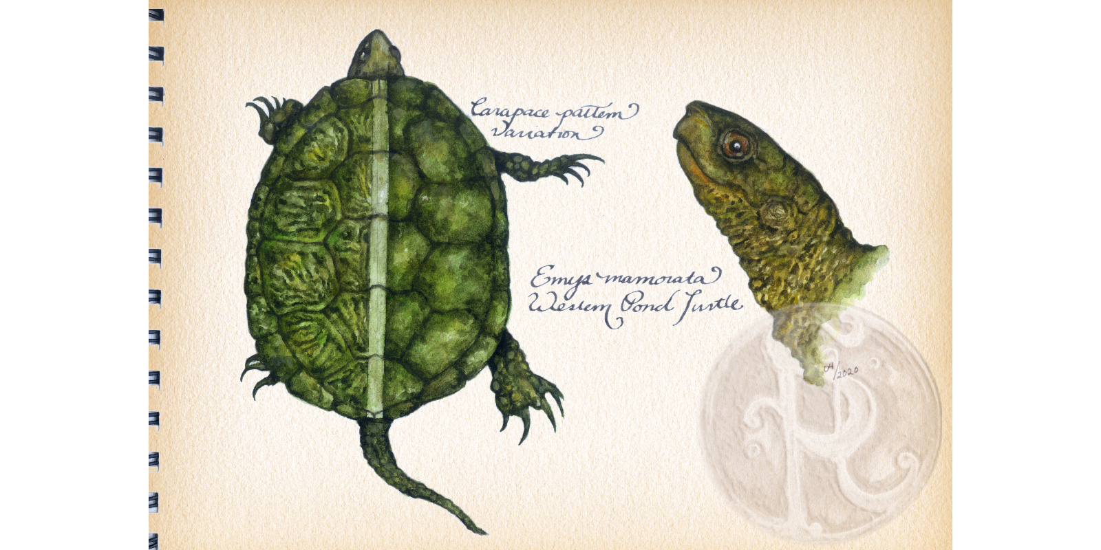 The Western Pond Turtle (Emys marmorata)