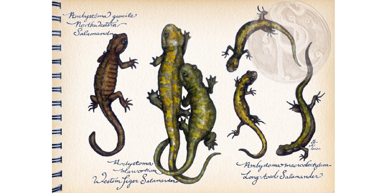 Three species of native salamander