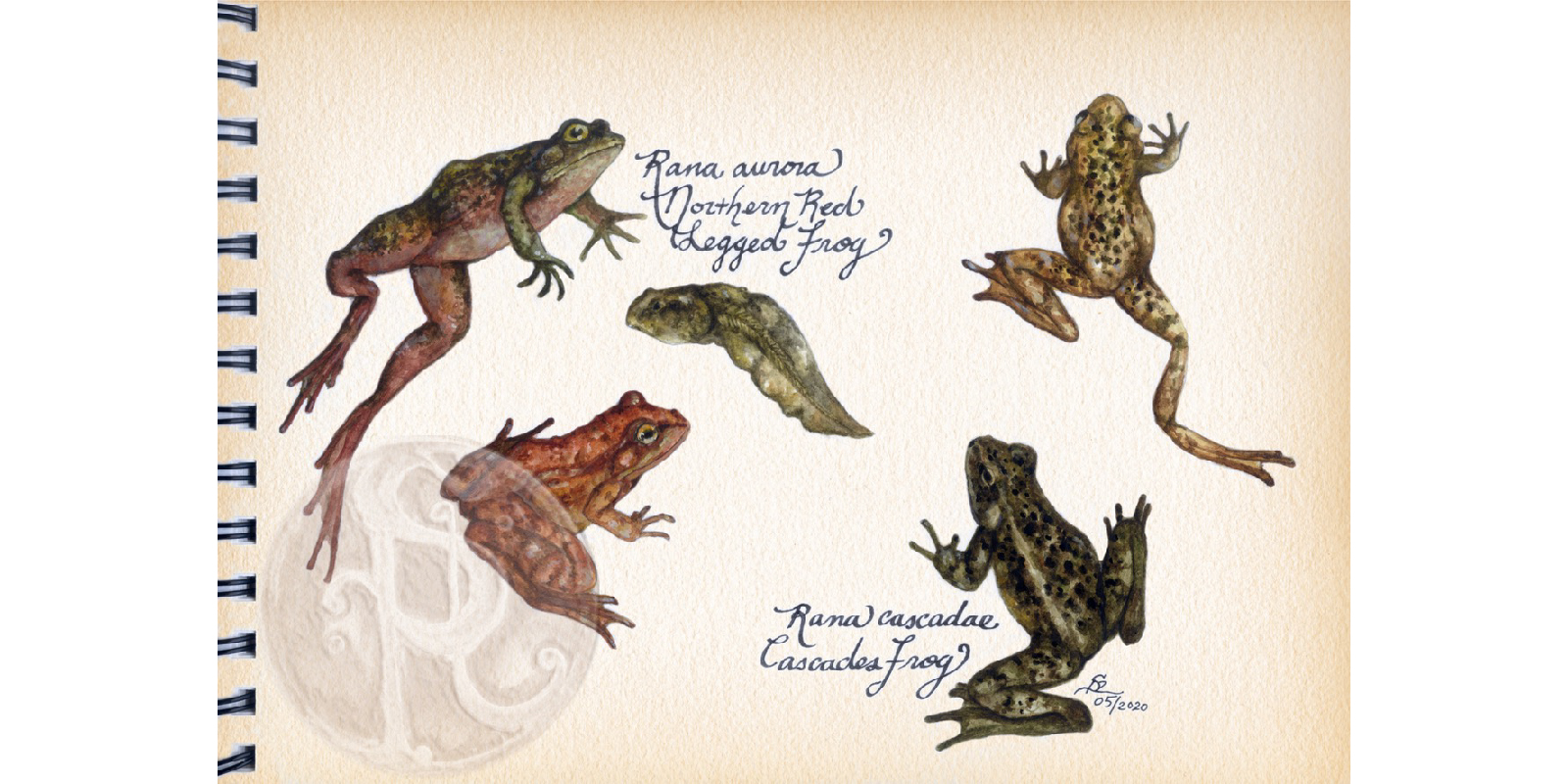Northern Red-legged Frog and Cascades frog