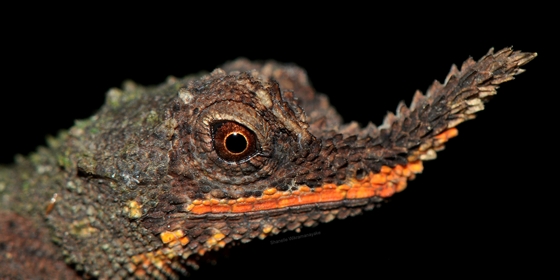 A photo of a lizard with a protruding nose