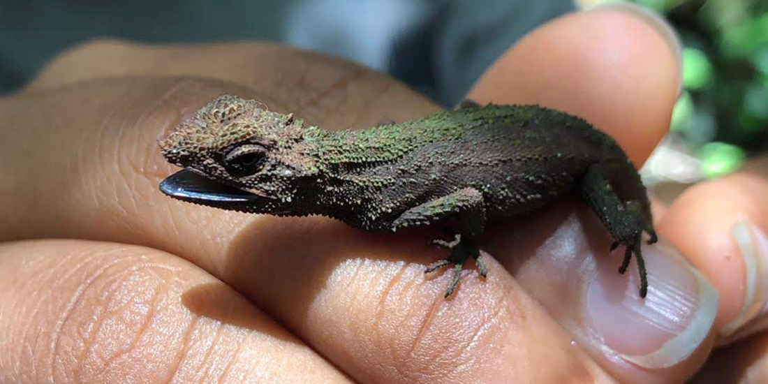 A rough-nosed horned lizard sitting on a person's hand