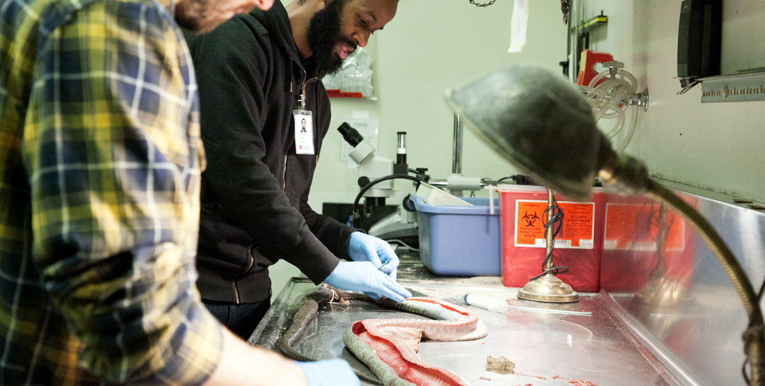 a man wears gloves while cleaning a snake specimen