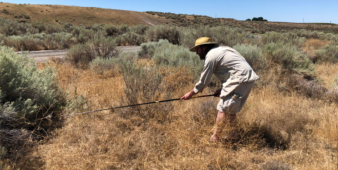 a man leans over with a long pole to catch a lizard in a dry desert bush