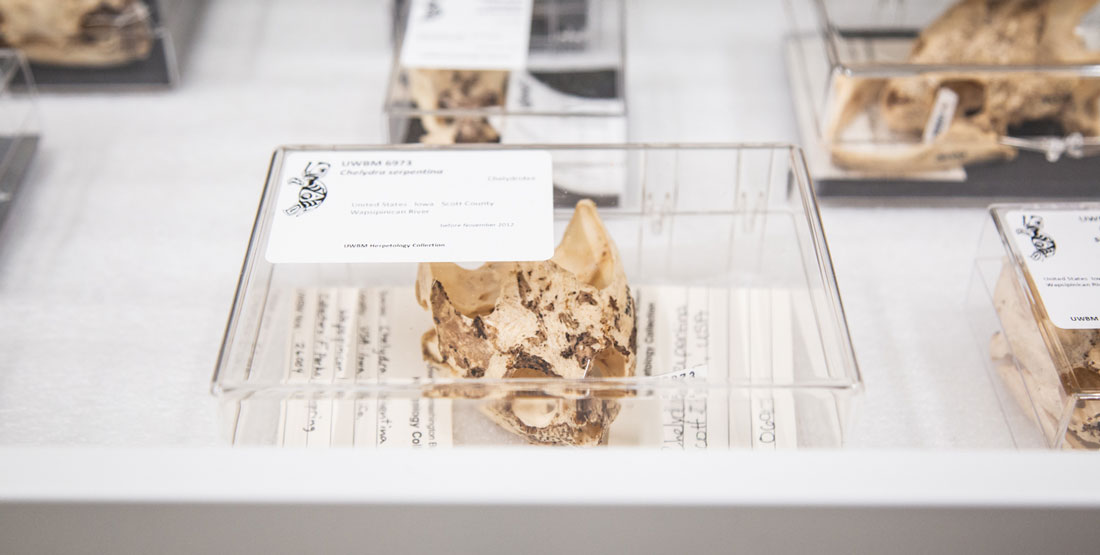 close up of a snake skull in a special plastic box