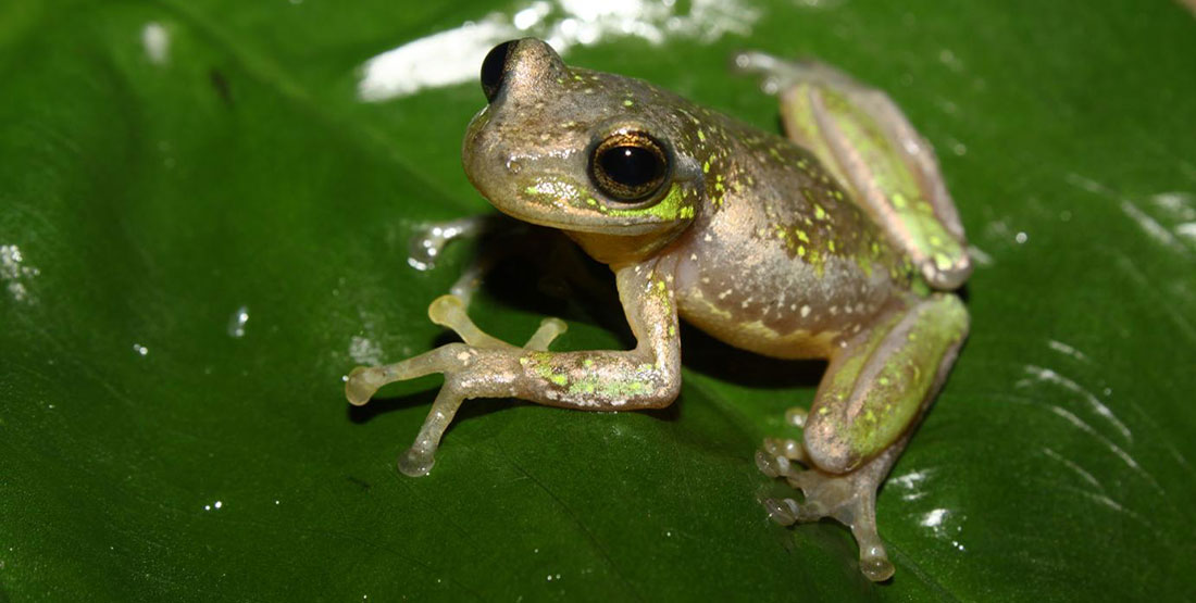 small frog sitting on a leaf