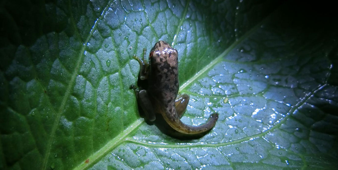 small frog with its tail still attached on a leaf