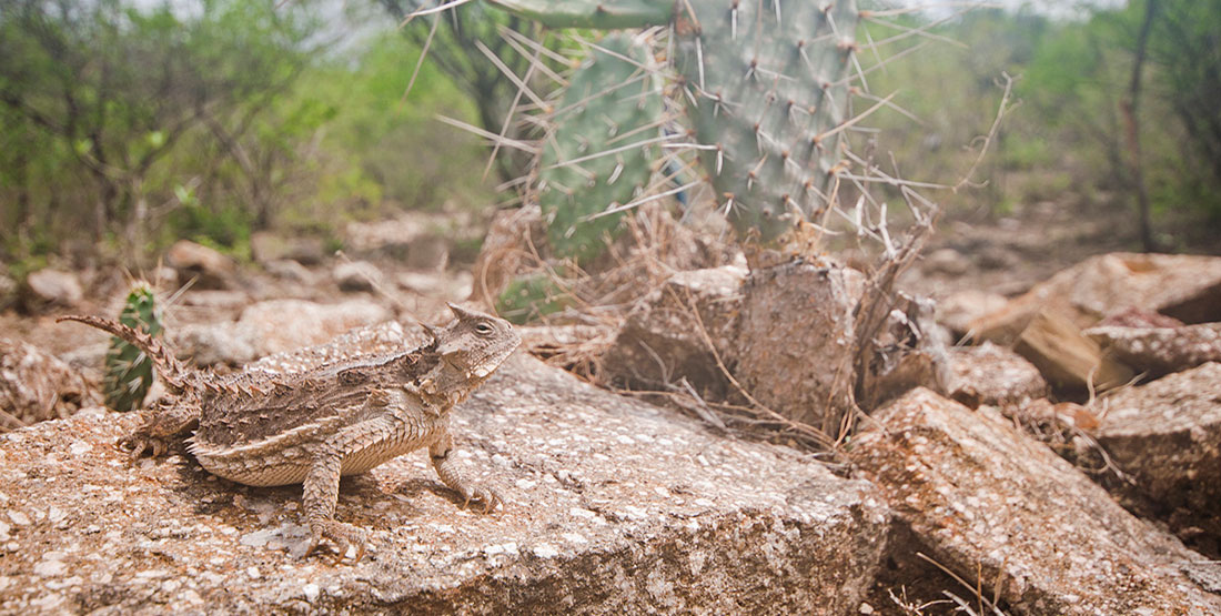 A horned lizard blends into the desert environment while sitting on a rock next to a cactus