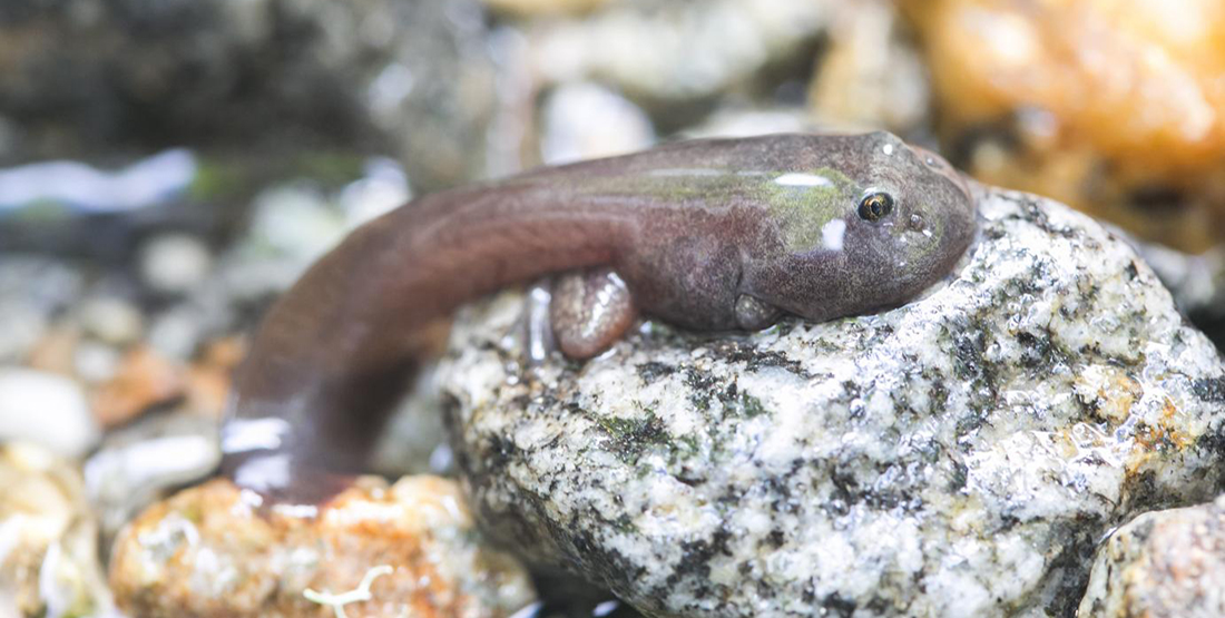 close up of a tadpole on a rock