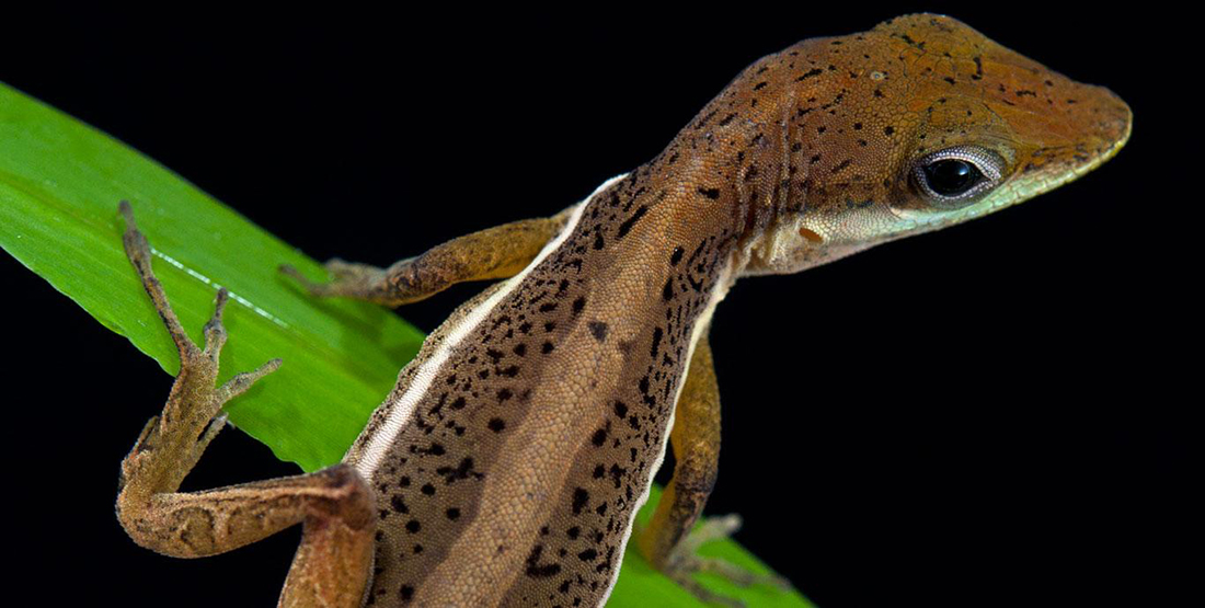 A close up view of a male Anolis krugi lizard on a leaf