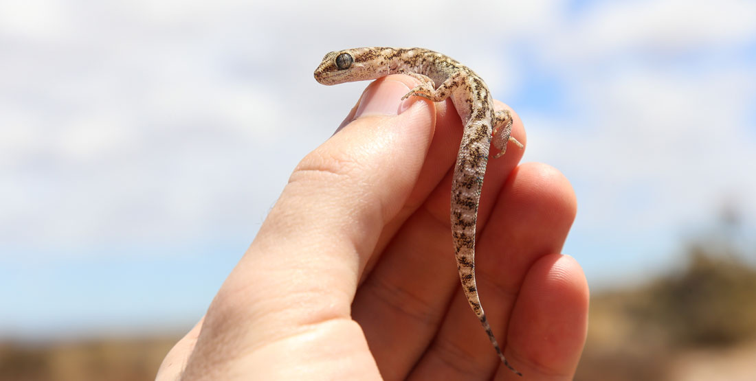 A close up of a hand holding a gecko