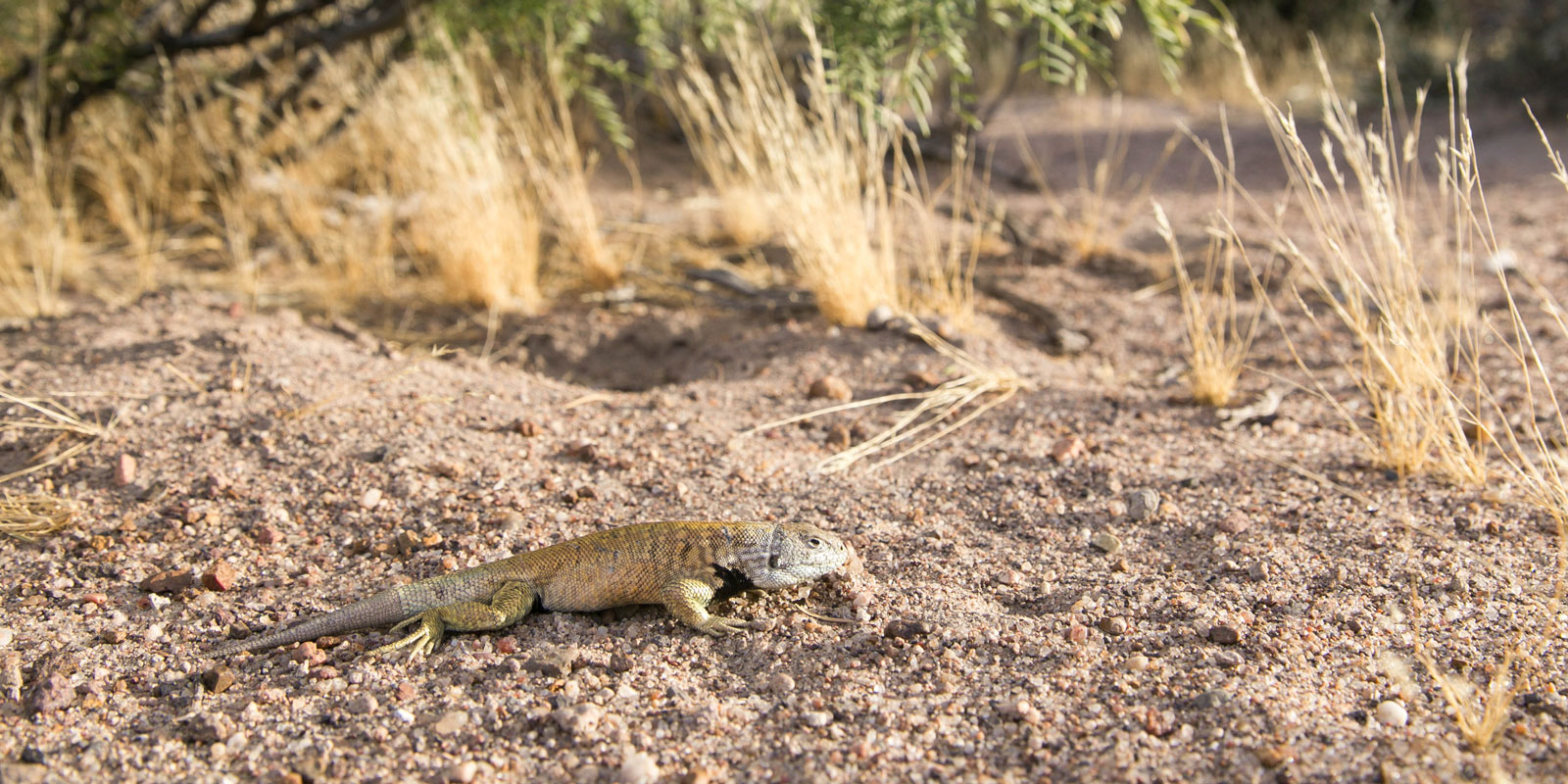 A light brown colored lizard on the sand with trees in the background