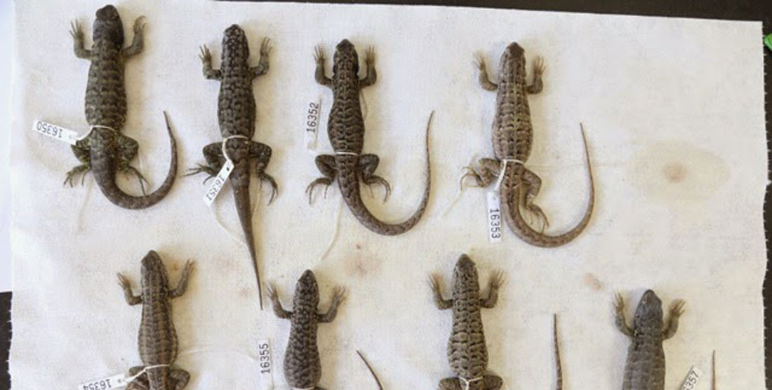 Eight specimens laid out on a cloth and appearing to show different patterns on their bodies