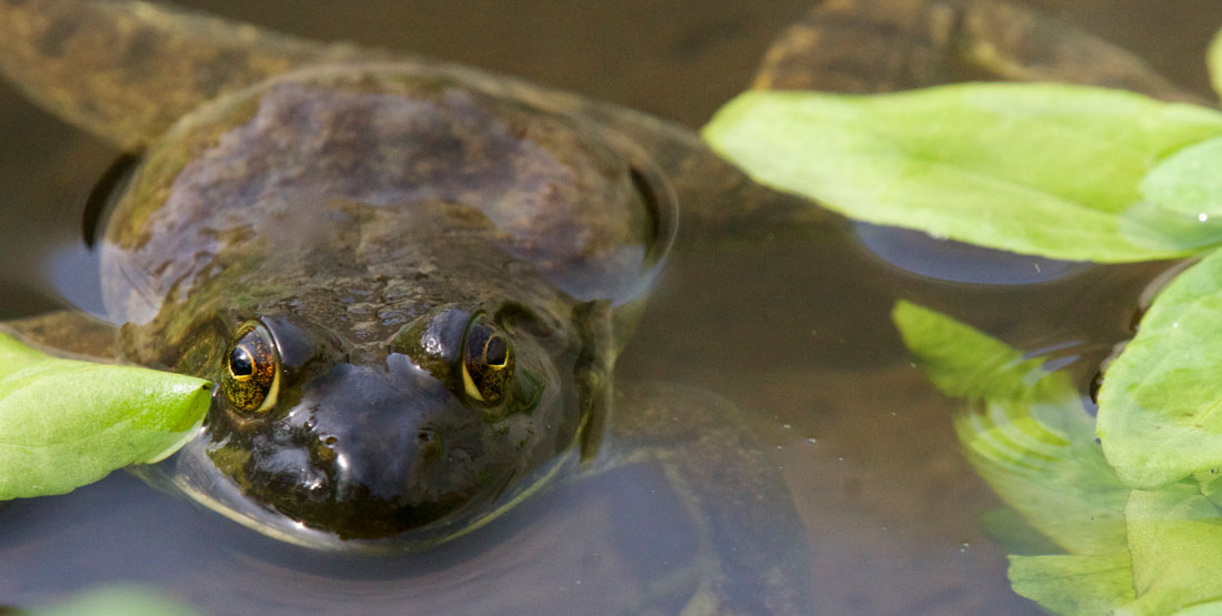 A large dark green frog partially submerged in water with its eyes showing above water