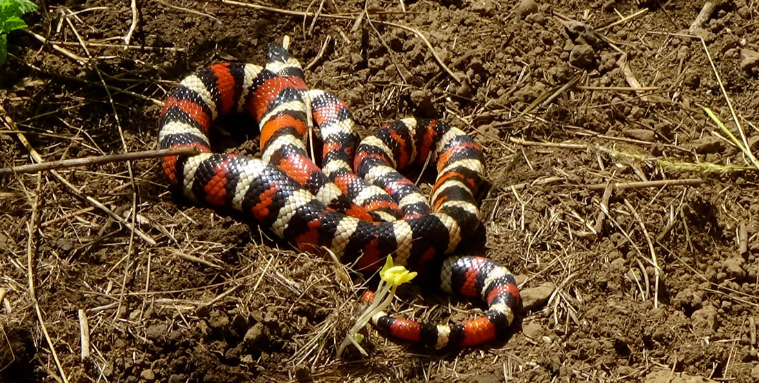 A black, white, and red stiped snake sitting in brown dirt