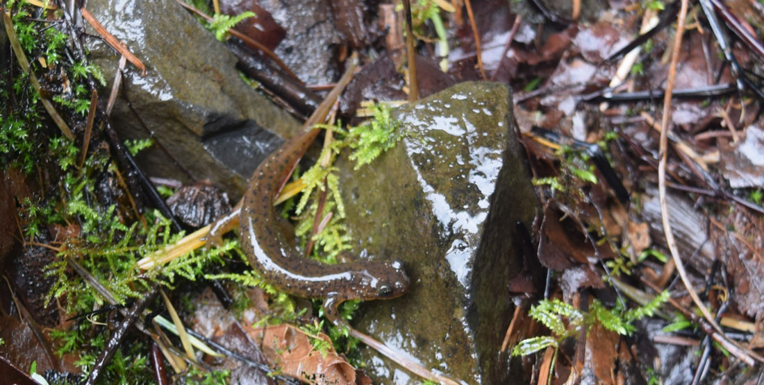 A light brown with black and tan spots salamander next to a small rock on the wet ground 
