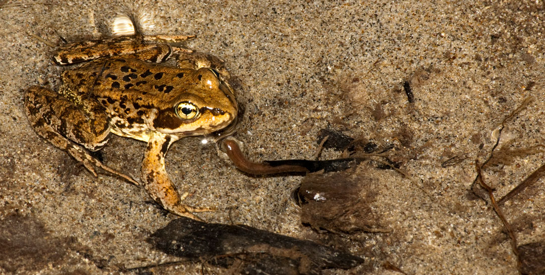 A frog that is brown with black spots on its back and yellow on its underside, sitting in shallow water with sand