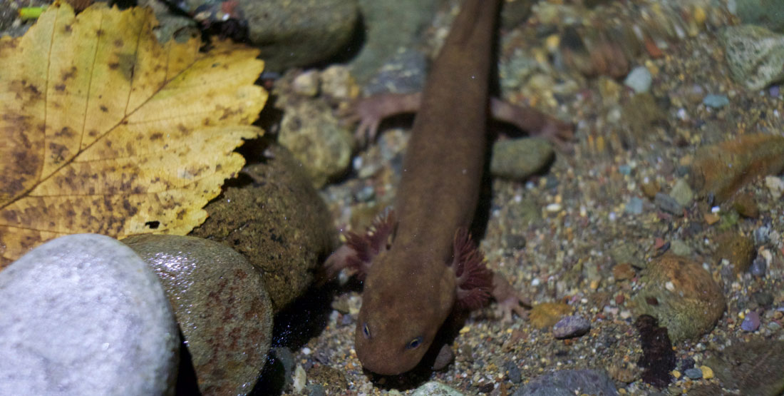 close up of a salamander on a rock