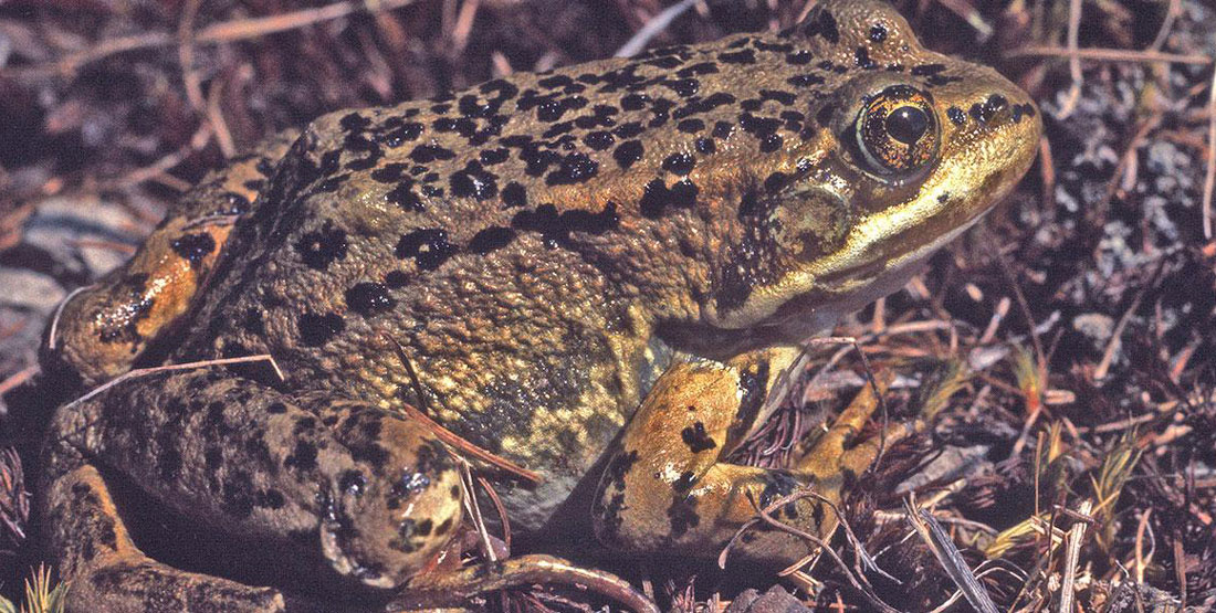A brown frog with black spots on the top side of its body sits on twigs on the ground
