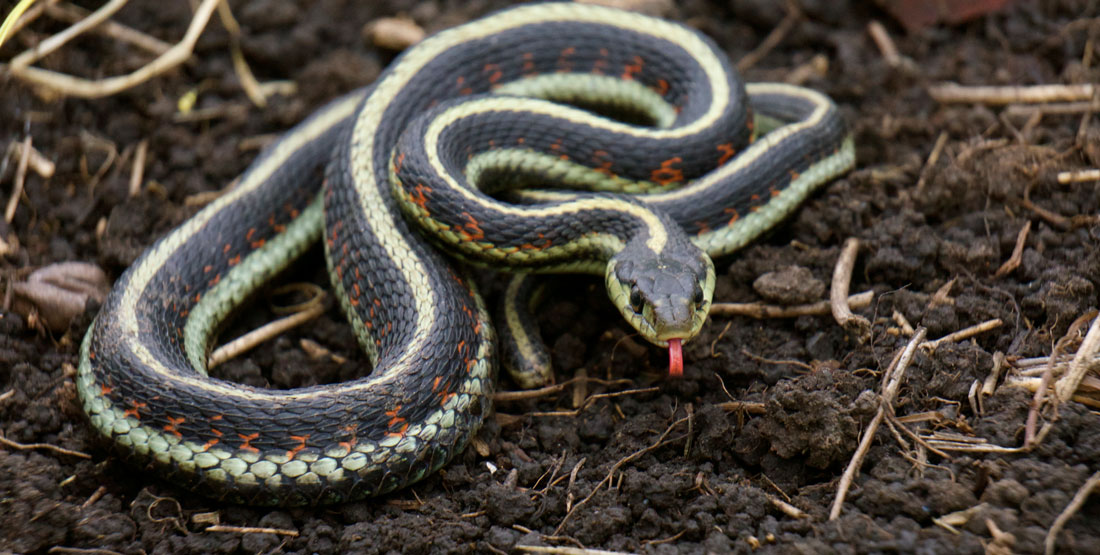 A black and white common gartersnake on the ground with its red tongue out