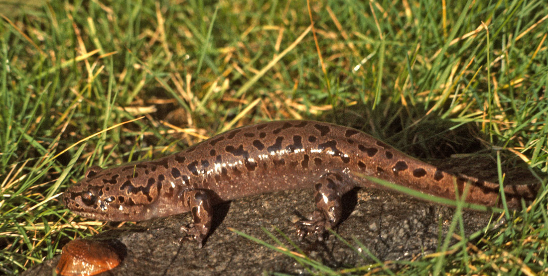 close up of a salamander in grass