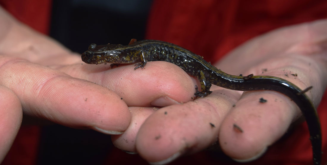 A small dark brown salamander is held by a pair of hands