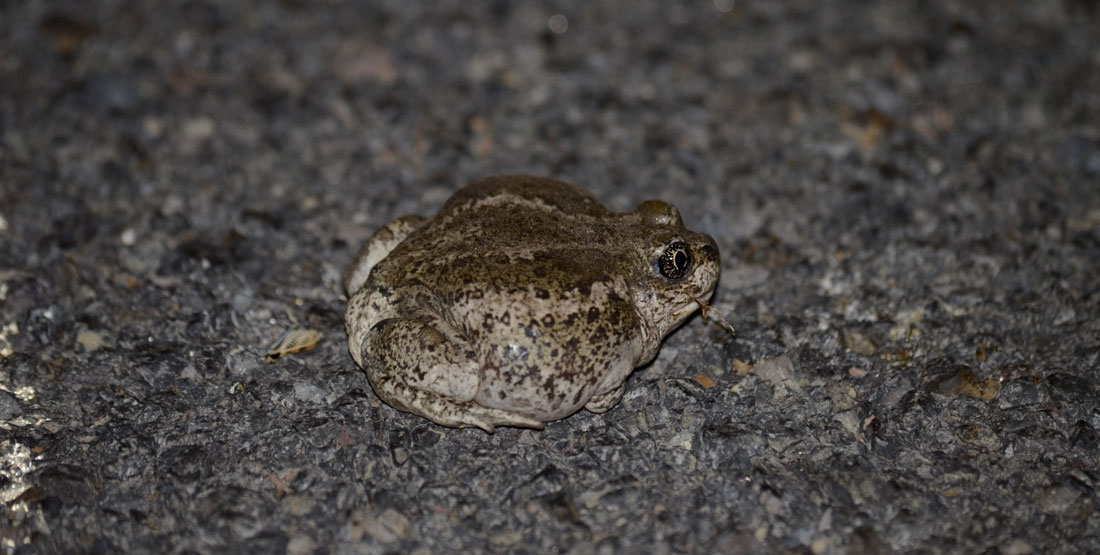 A small and squat green and white blotchy frog sits on the ground
