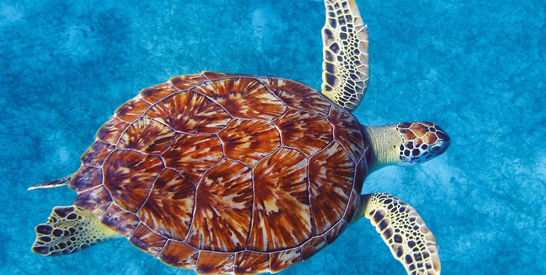 A green sea turtle in the water