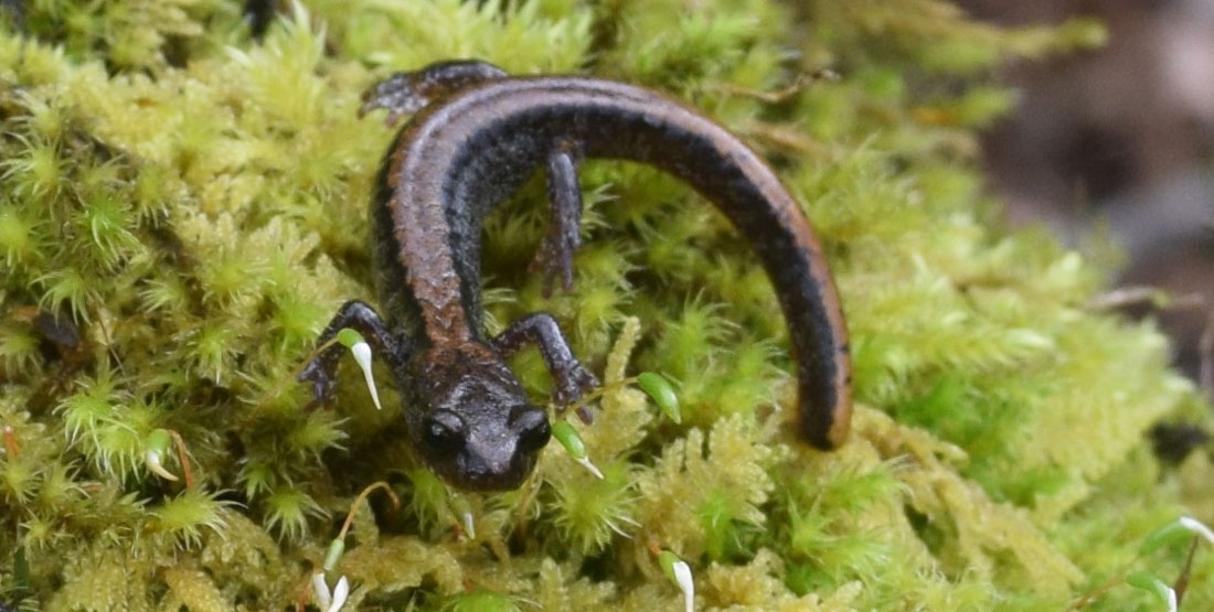 A small black and brown salamander sits on green vegetation