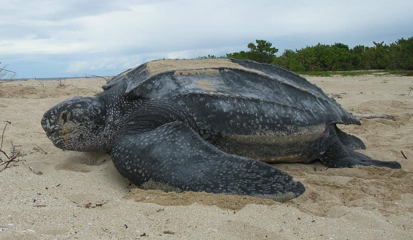 A leatherback sea turtle on a sandy beach