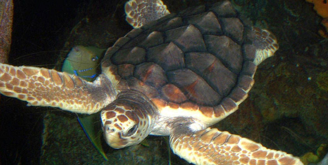 A loggerhead sea turtle