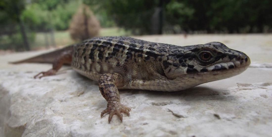 A close up view of a northern alligator lizard sitting on a white rock