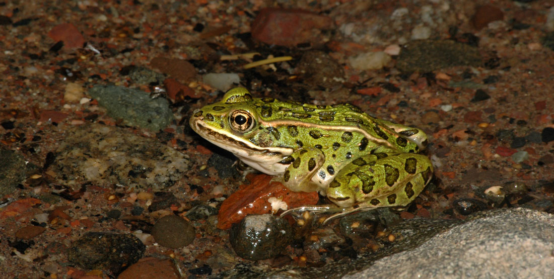 A green frog with black spots and a light-colored belly sits on a stream floor