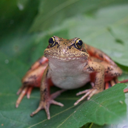 Frog myths | Burke Museum