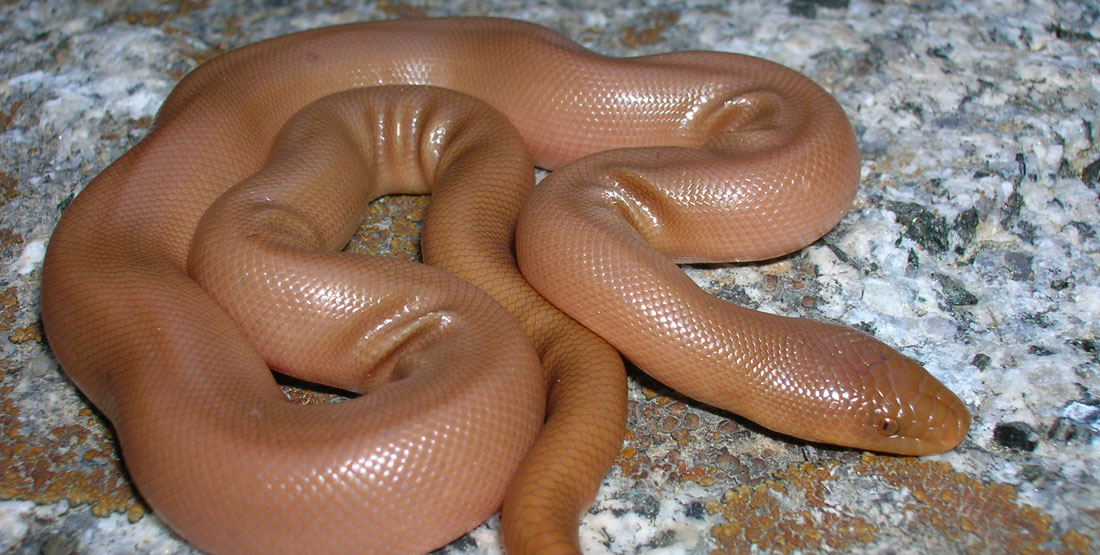 Northern Rubber Boa Burke Museum