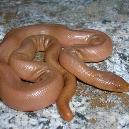 Northern Rubber Boa