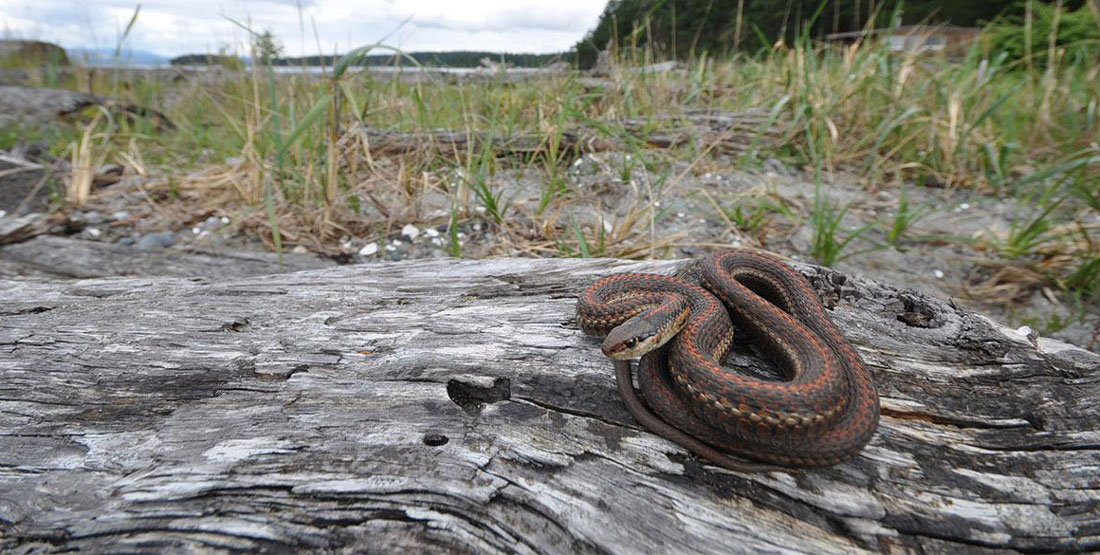 A coiled-up brown northwestern gatersnake sits on a rock