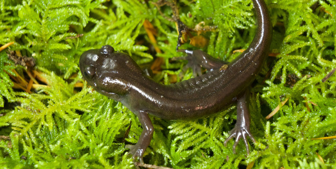 small northwestern salamander on bright green folliage