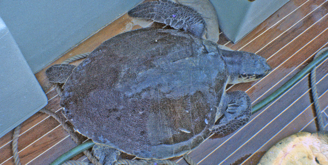An olive ridley sea turtle on the dock of a boatOlive Ridley Sea Turtle