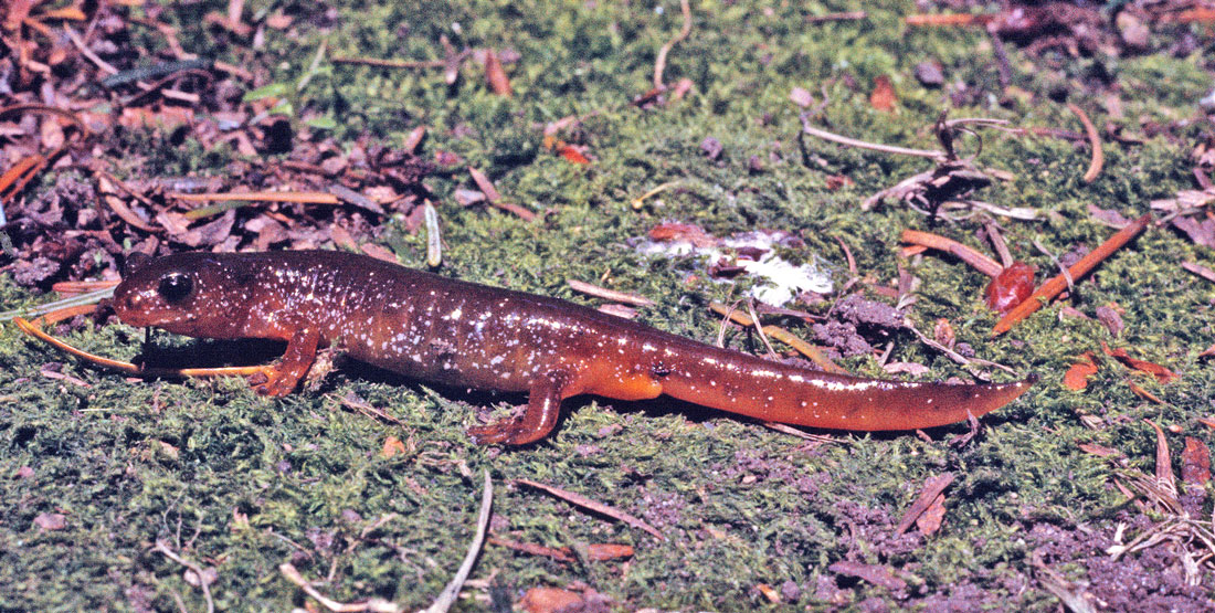 A long dark and light-red colored salamander with black eyes