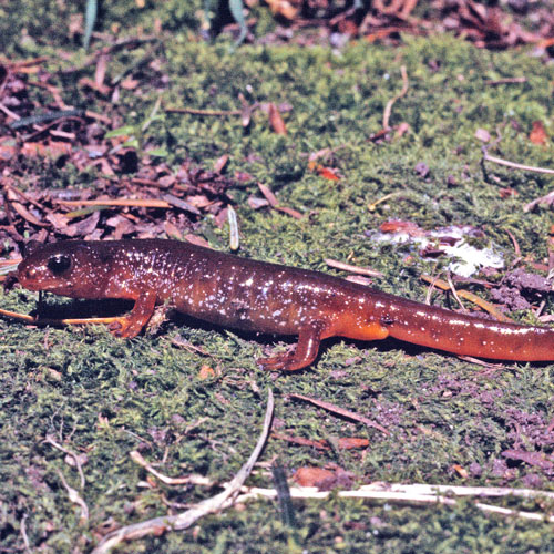 Olympic Torrent Salamander Burke Museum