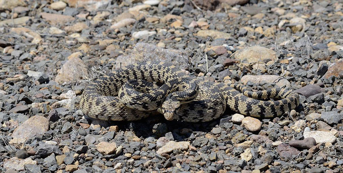 A striped pacific gopher snake sits coiled-up on rocks