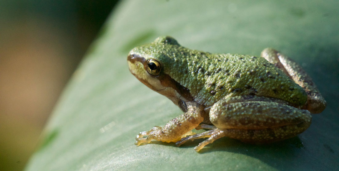 A small green frog with a light yellow belly sits on a green leaf