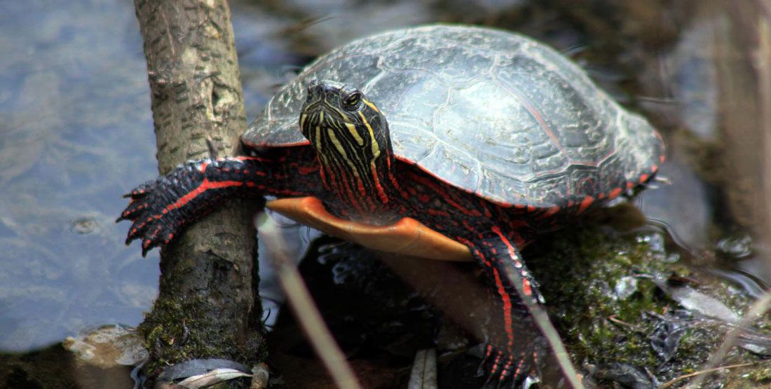 A painted turtle on a branch above water