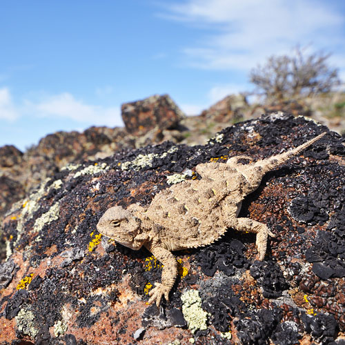 Desert Horned Lizard Predators