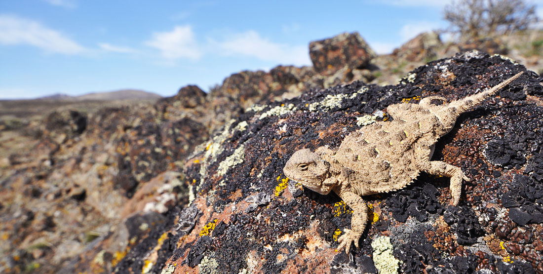 A pygmy short horned lizard sits on a rock in a desert bush habitat