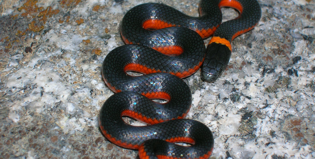 A ring-necked snake that is black on top and red on the sides, with an orange ring on its neck