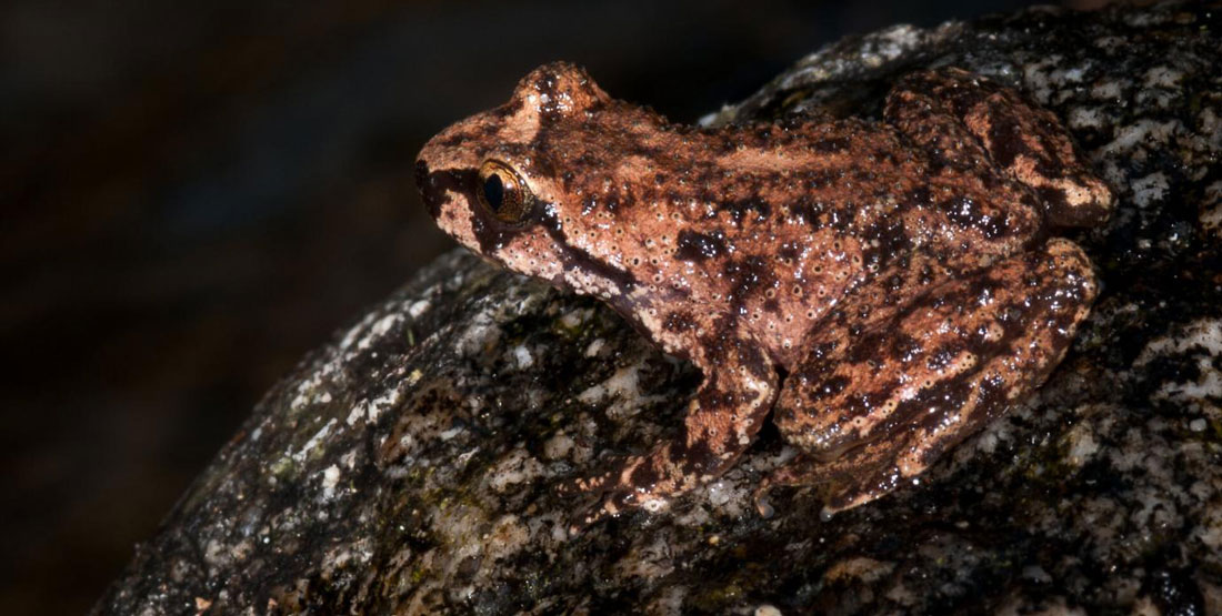 A rocky mountain tailed frog