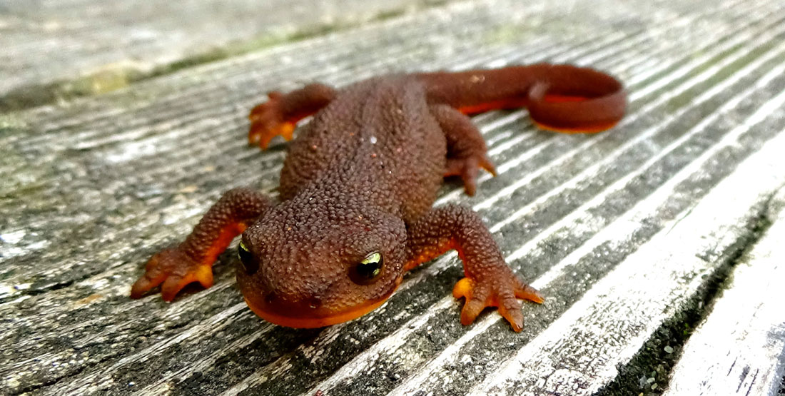 A red and orange with bumpy skin newt sits on wood